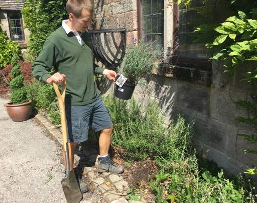 Replacing lavender in border